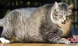 娱乐吃瓜酱胖猫,揭秘娱乐圈那些不为人知的幕后故事